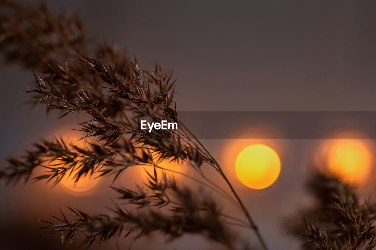 Delicate grasses against a sunny, gold-colored background with a beautiful bokeh.