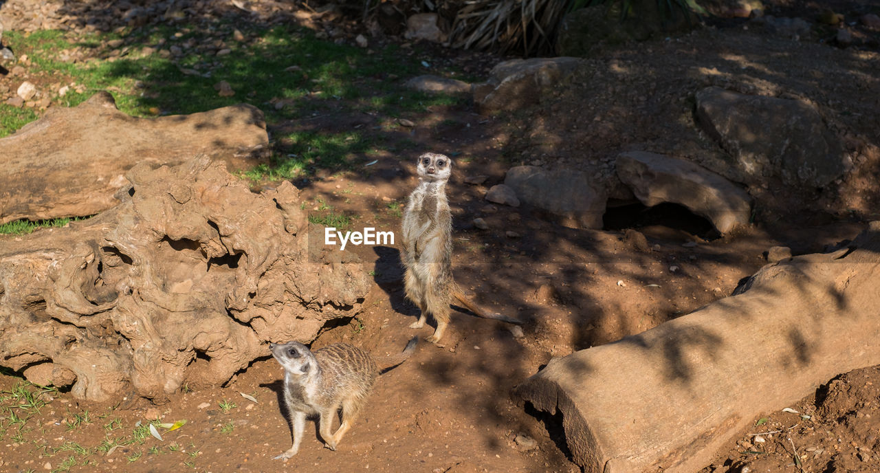 High angle view of meerkat on rock