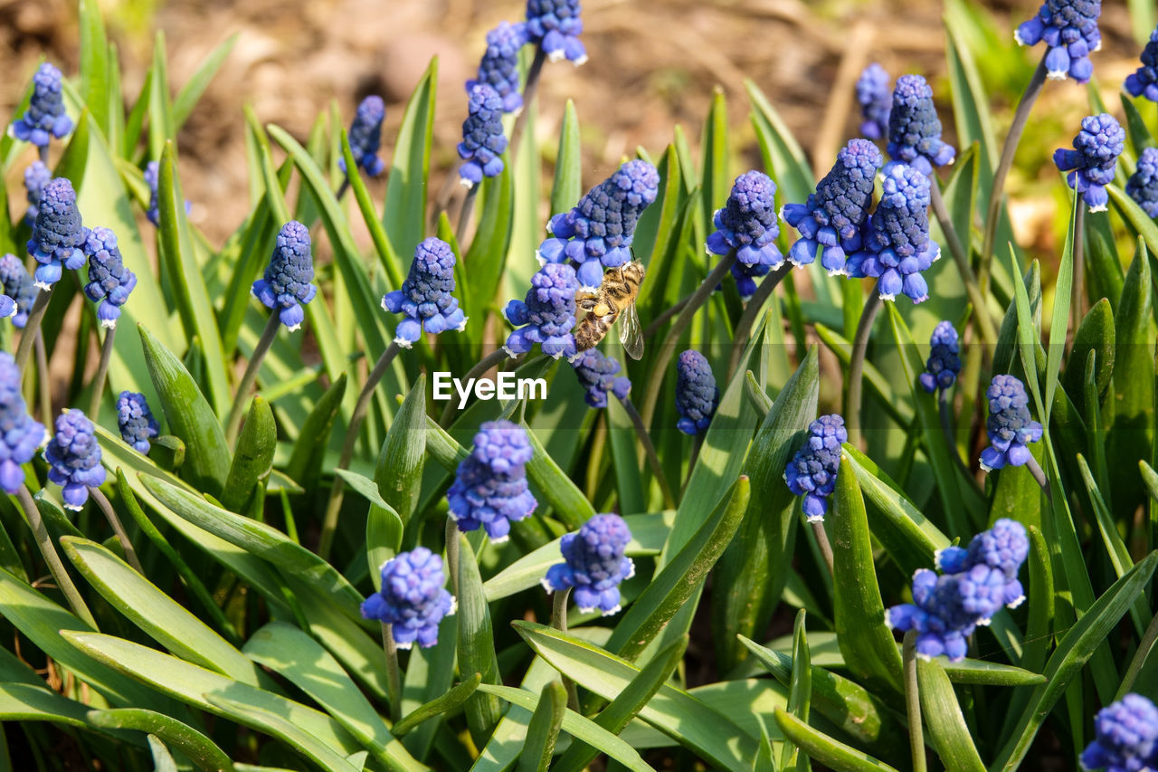 CLOSE-UP OF PURPLE FLOWERS