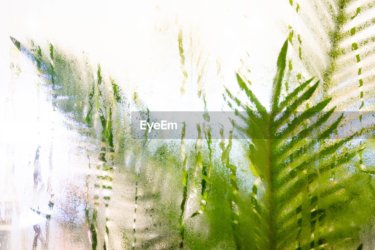 FULL FRAME SHOT OF FRESH PLANTS WITH TREES IN BACKGROUND