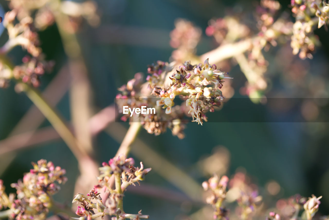 CLOSE-UP OF FLOWERING PLANTS