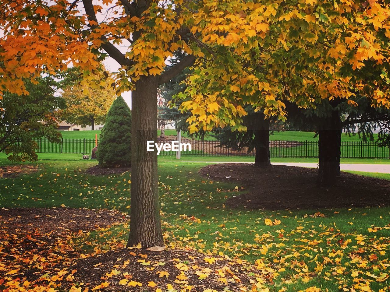 AUTUMN TREE IN PARK