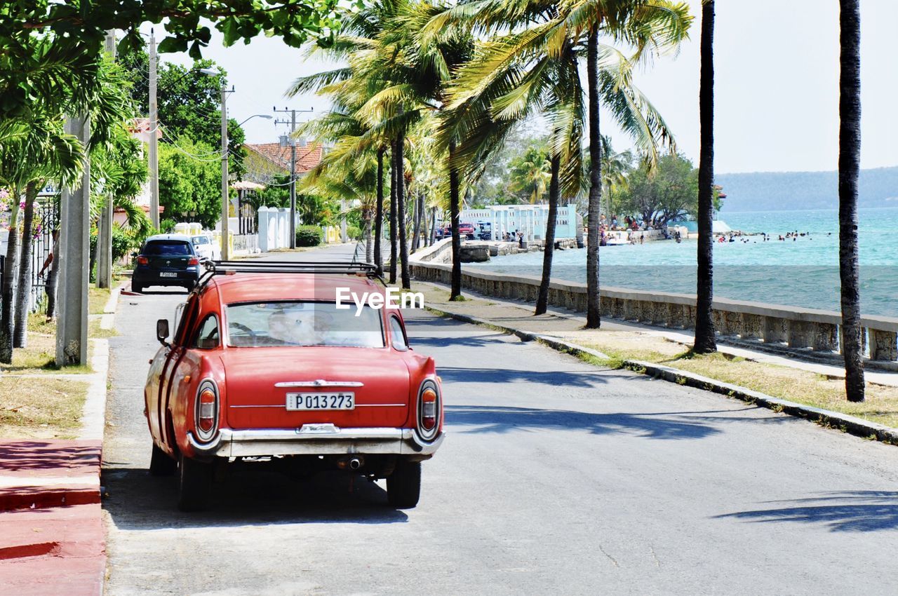 CARS ON ROAD BY PALM TREES