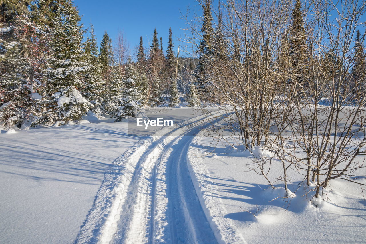 The deep trail of the snow scooter in the snow leads to the snow-covered trees in the winter forest.