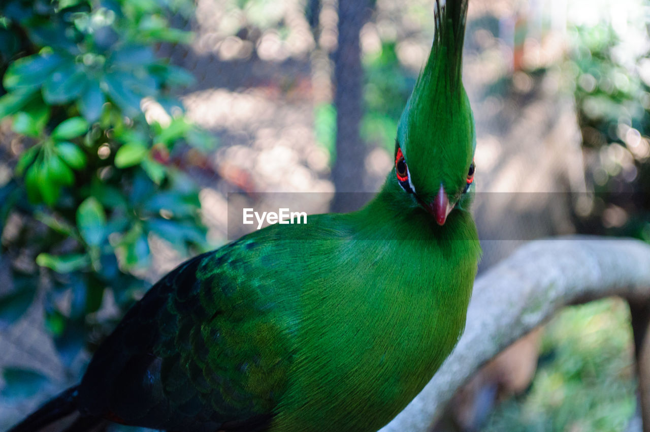 Close-up of a parrot