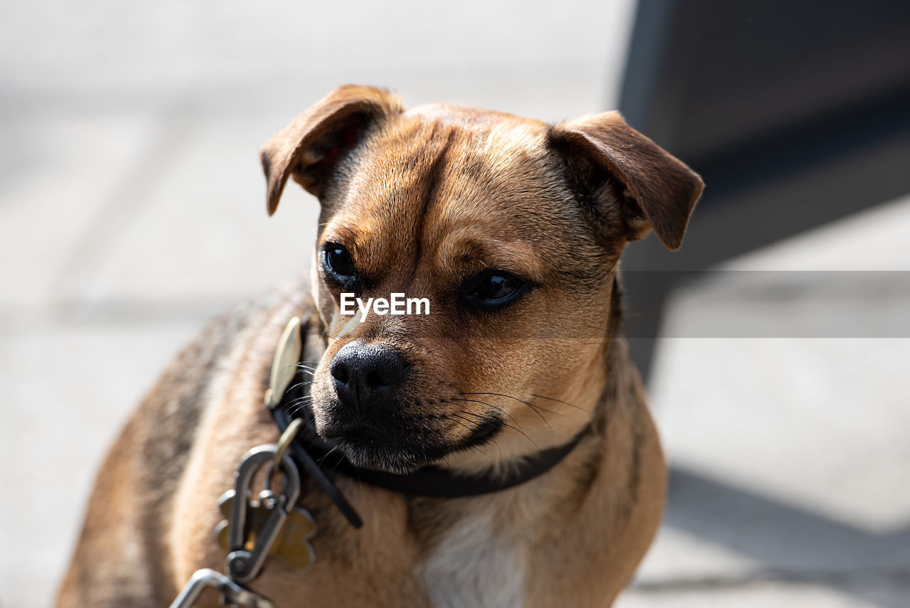 Close-up of dog looking away