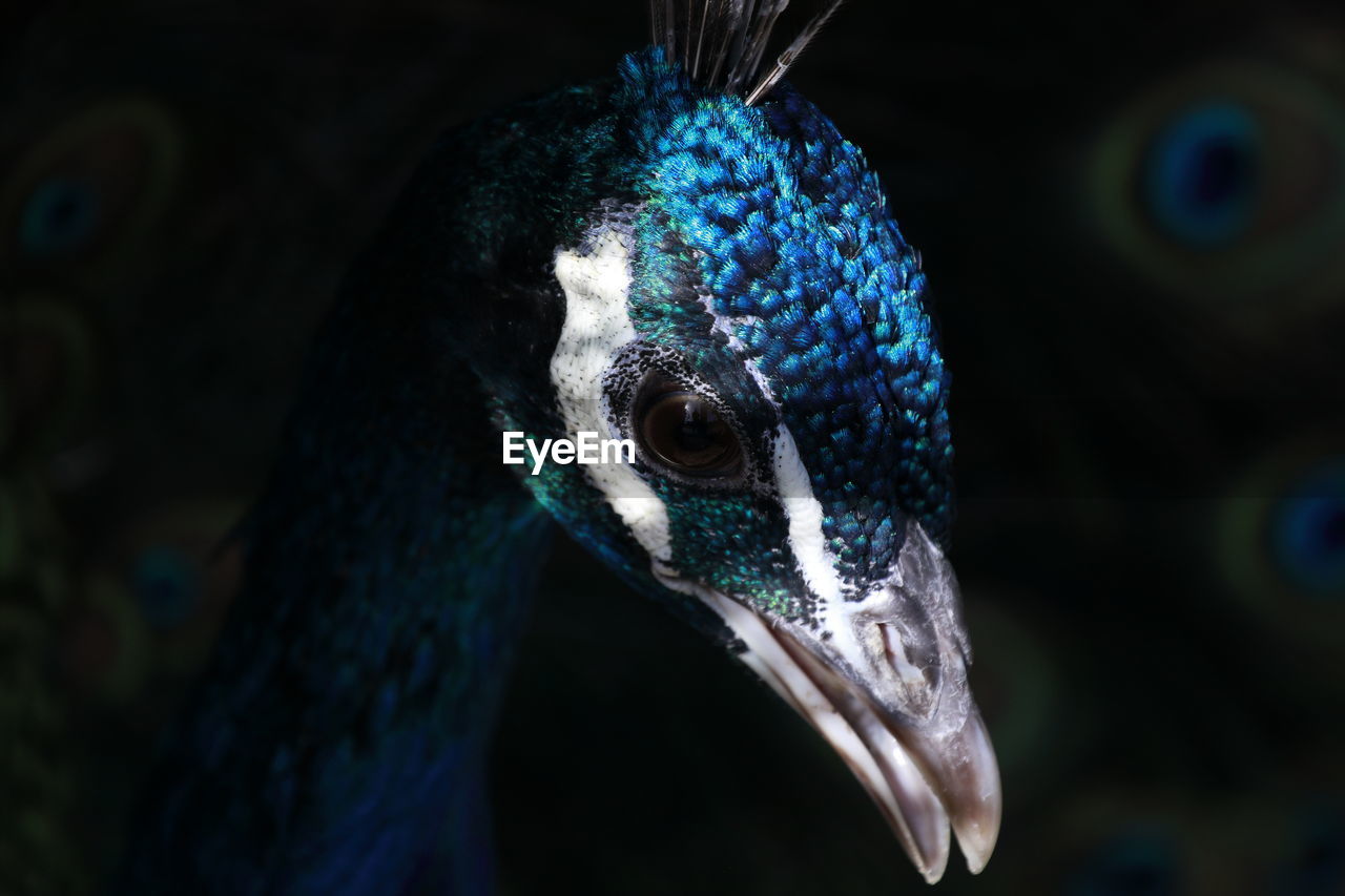 Close-up of a peacock