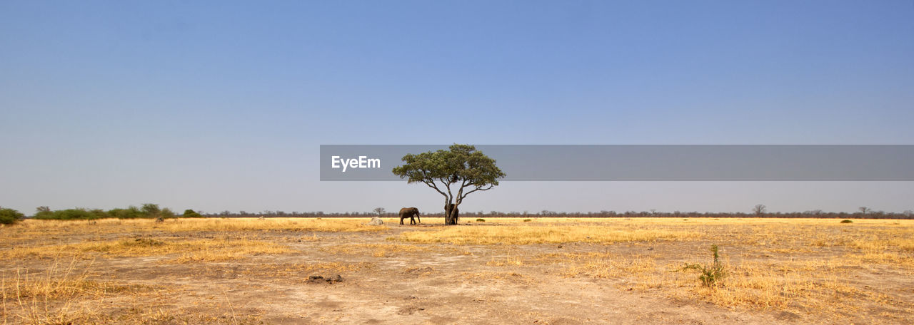 The dry landscape of botswana with an elephant