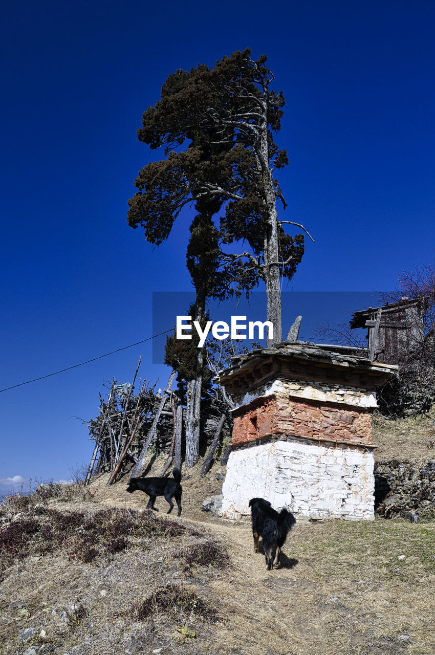 sky, tree, plant, nature, clear sky, mammal, blue, animal, animal themes, domestic animals, pet, one animal, architecture, no people, mountain, day, dog, built structure, land, outdoors, sunny, landscape, sunlight, canine, building exterior, livestock, building, animal wildlife