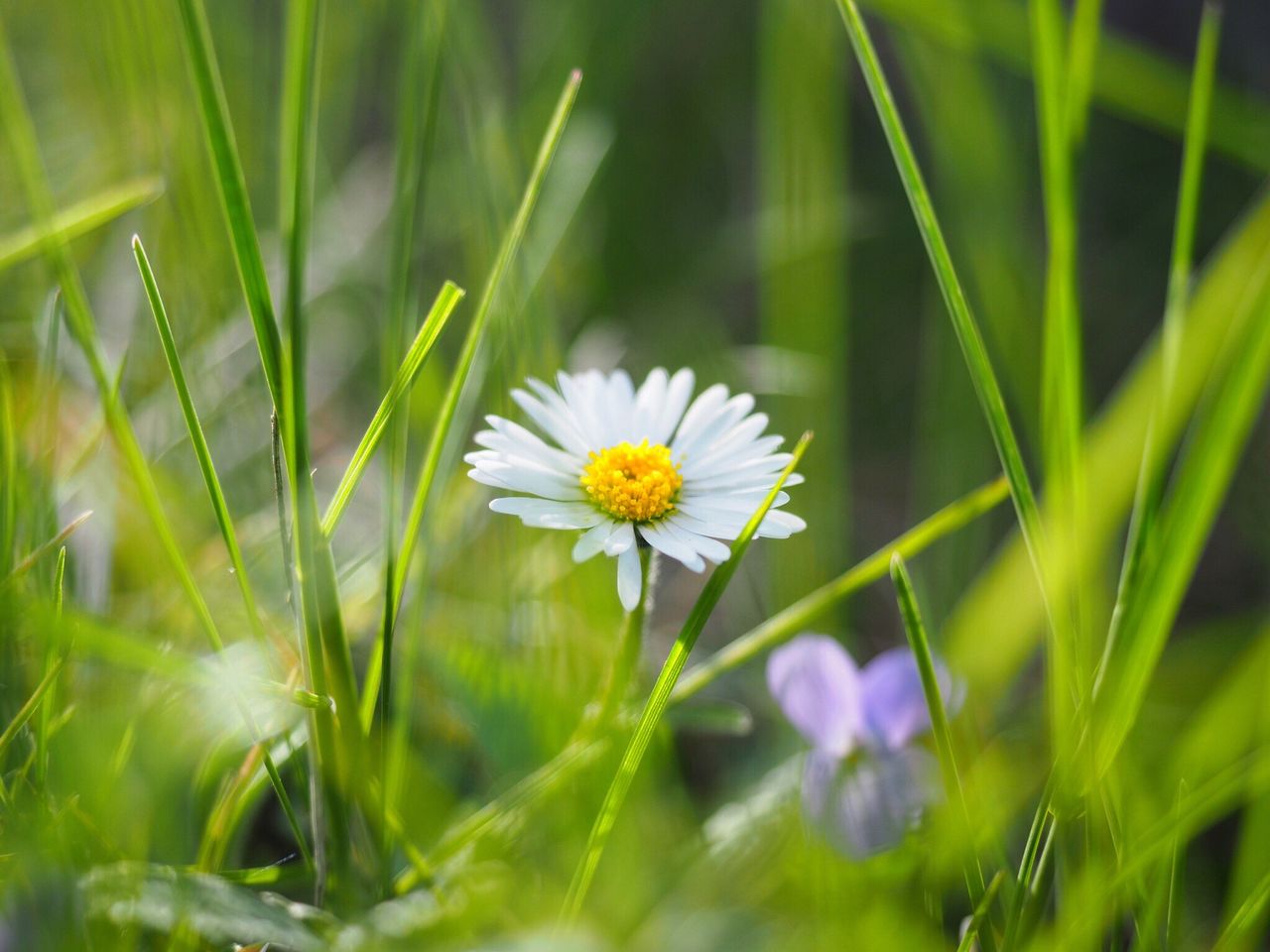 CLOSE-UP OF FRESH WHITE FLOWER IN FIELD