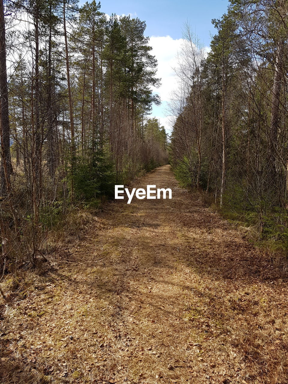 Dirt road amidst trees in forest against sky