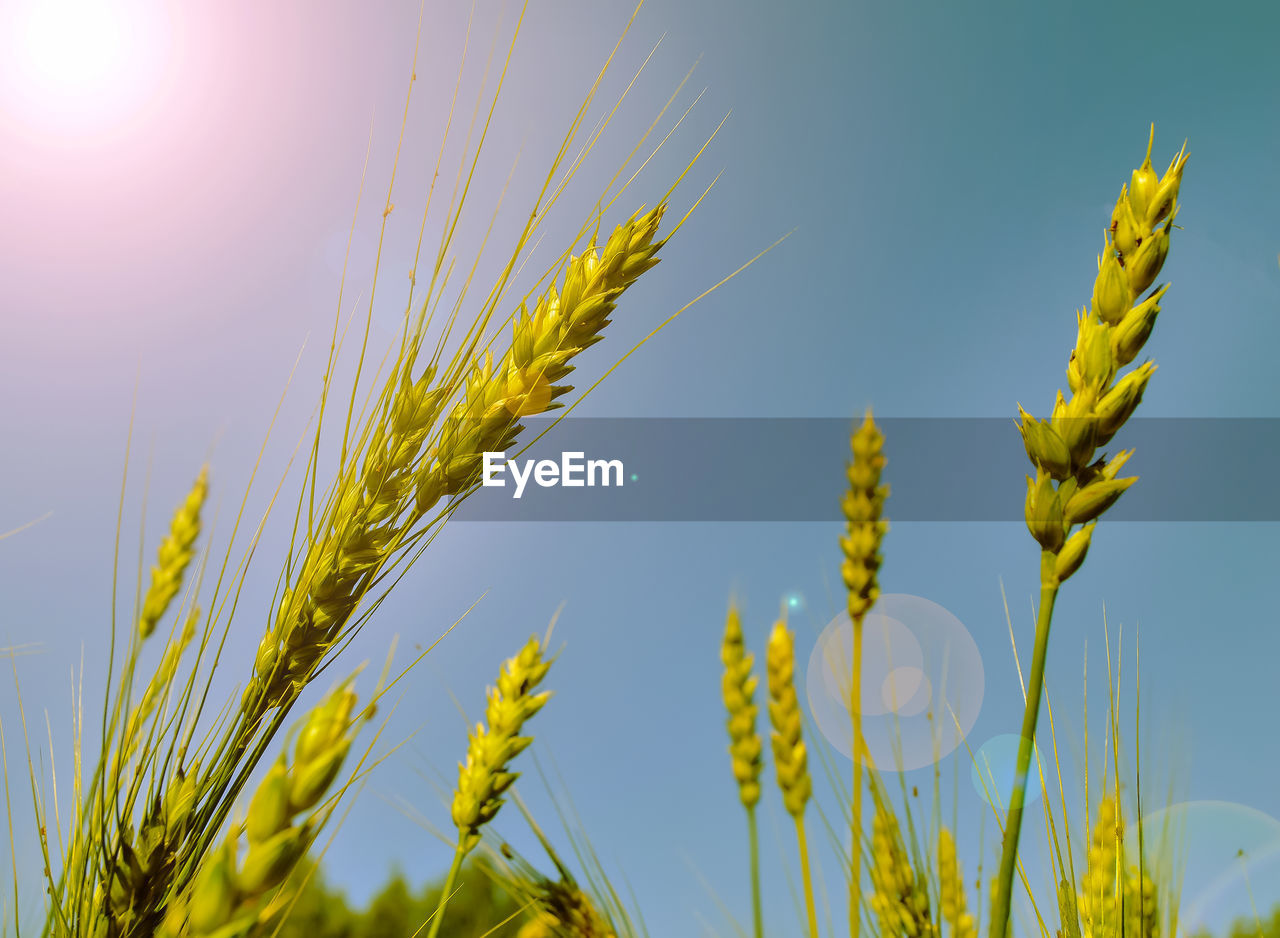 plant, crop, growth, cereal plant, agriculture, sky, field, nature, food, rural scene, landscape, beauty in nature, land, yellow, no people, sunlight, wheat, grass, close-up, blue, food grain, farm, summer, barley, outdoors, prairie, environment, clear sky, food and drink, day, freshness, tranquility, corn, flower, sun, scenics - nature, green, hordeum, plant stem, focus on foreground, triticale, meadow, cultivated, low angle view