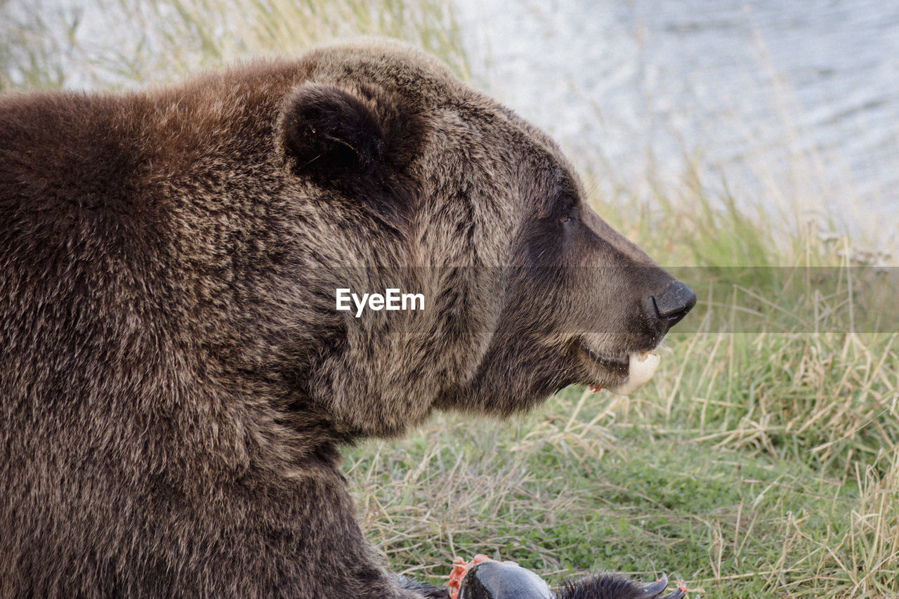 Close-up of bear on field