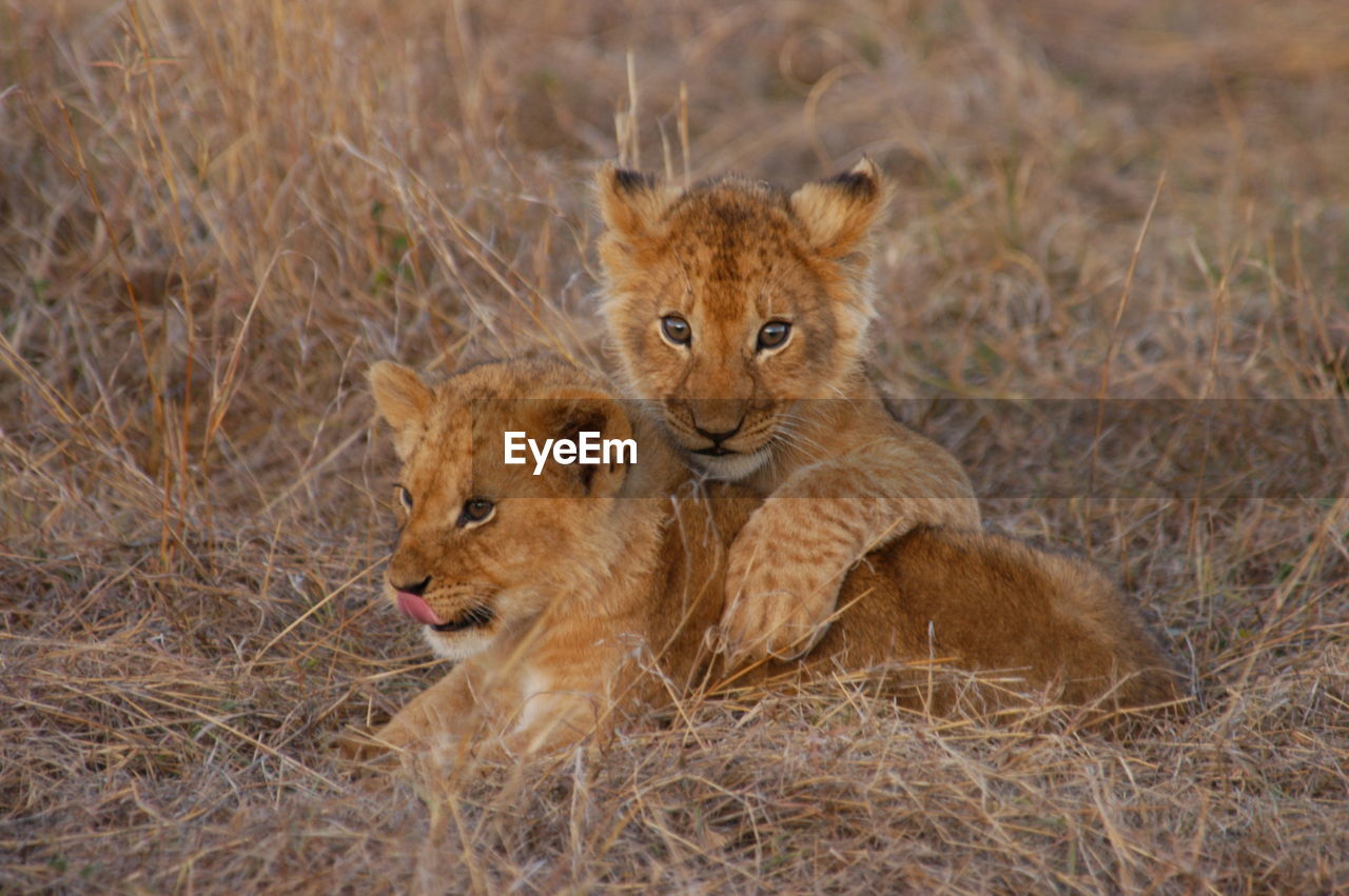 Lion baby in masai mara, kenya