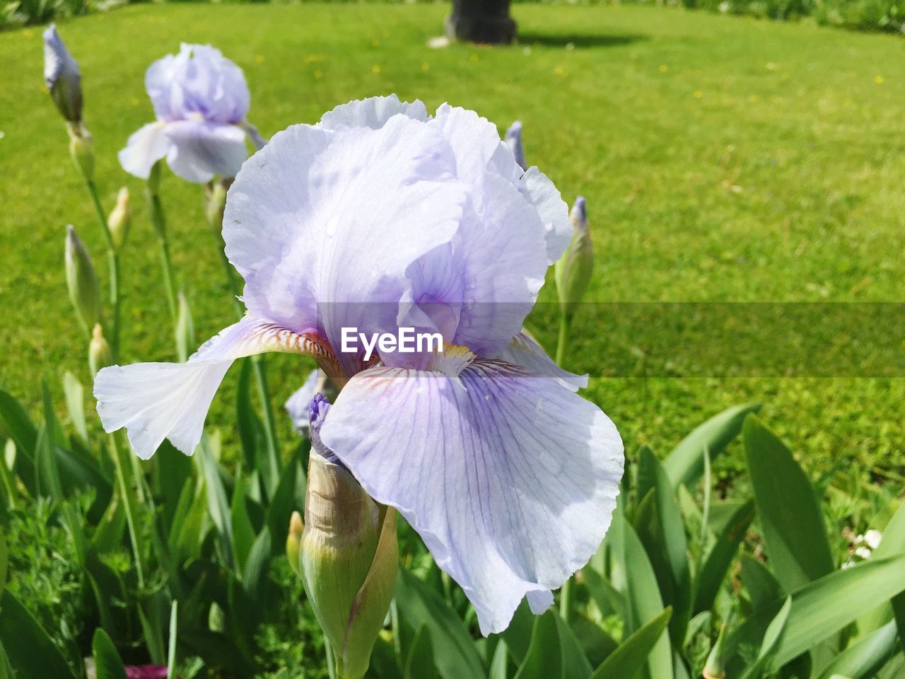 CLOSE-UP OF FLOWERS BLOOMING ON FIELD