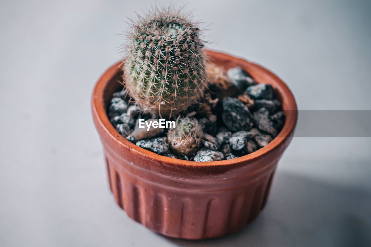 Close-up of potted plant on table