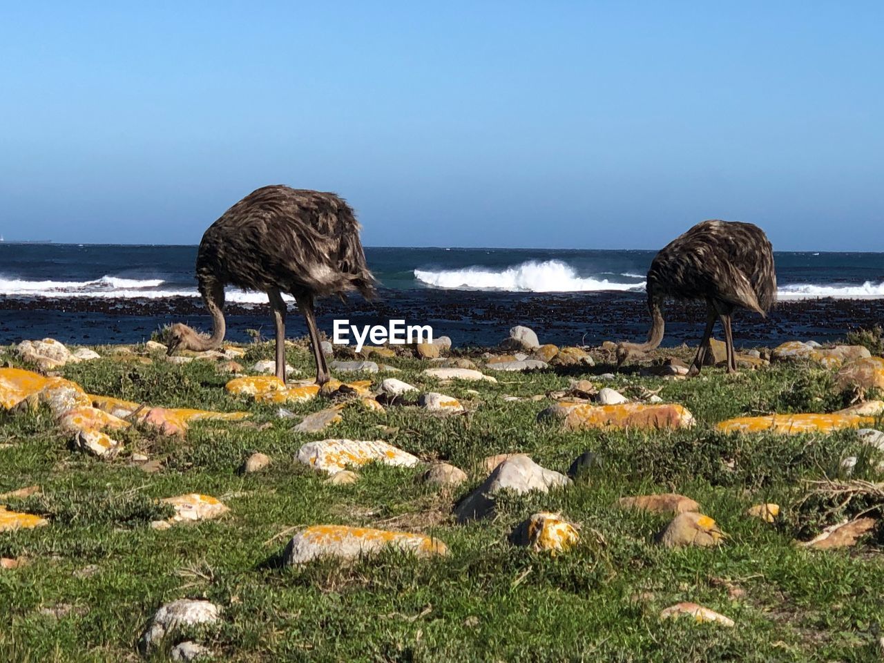 SCENIC VIEW OF SEA SHORE AGAINST SKY