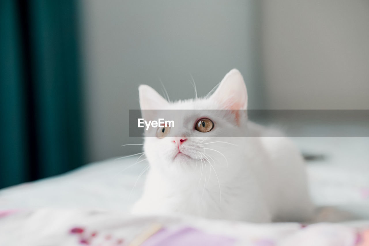 Close-up portrait of a white short hair cat.