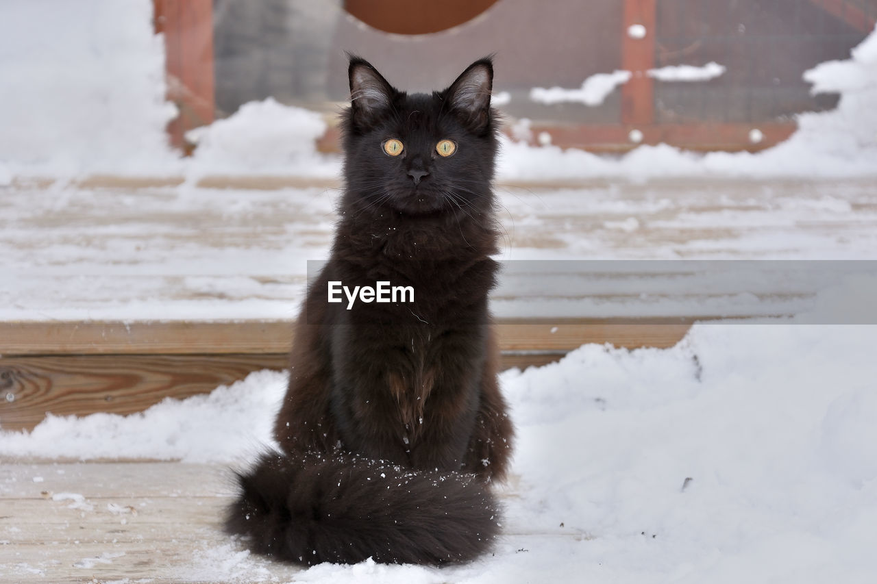 Close-up portrait of black cat on snow