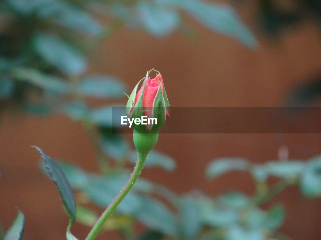 Close-up of flower bud