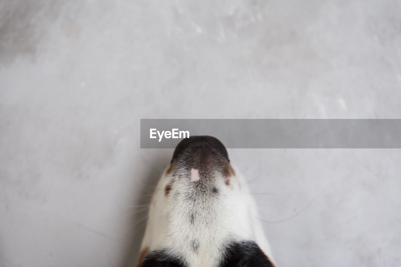 HIGH ANGLE VIEW OF DOG