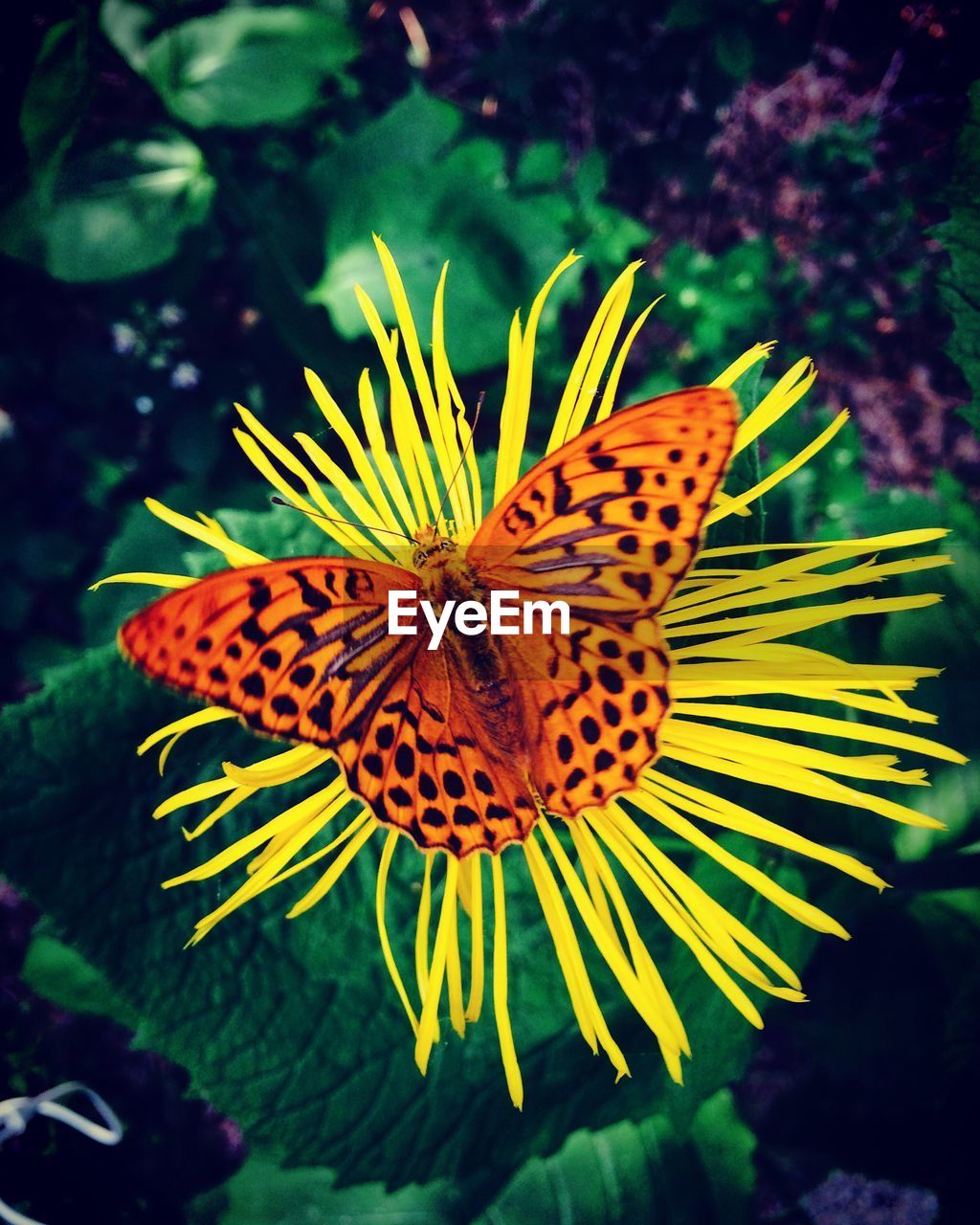 Close-up of butterfly on yellow flower