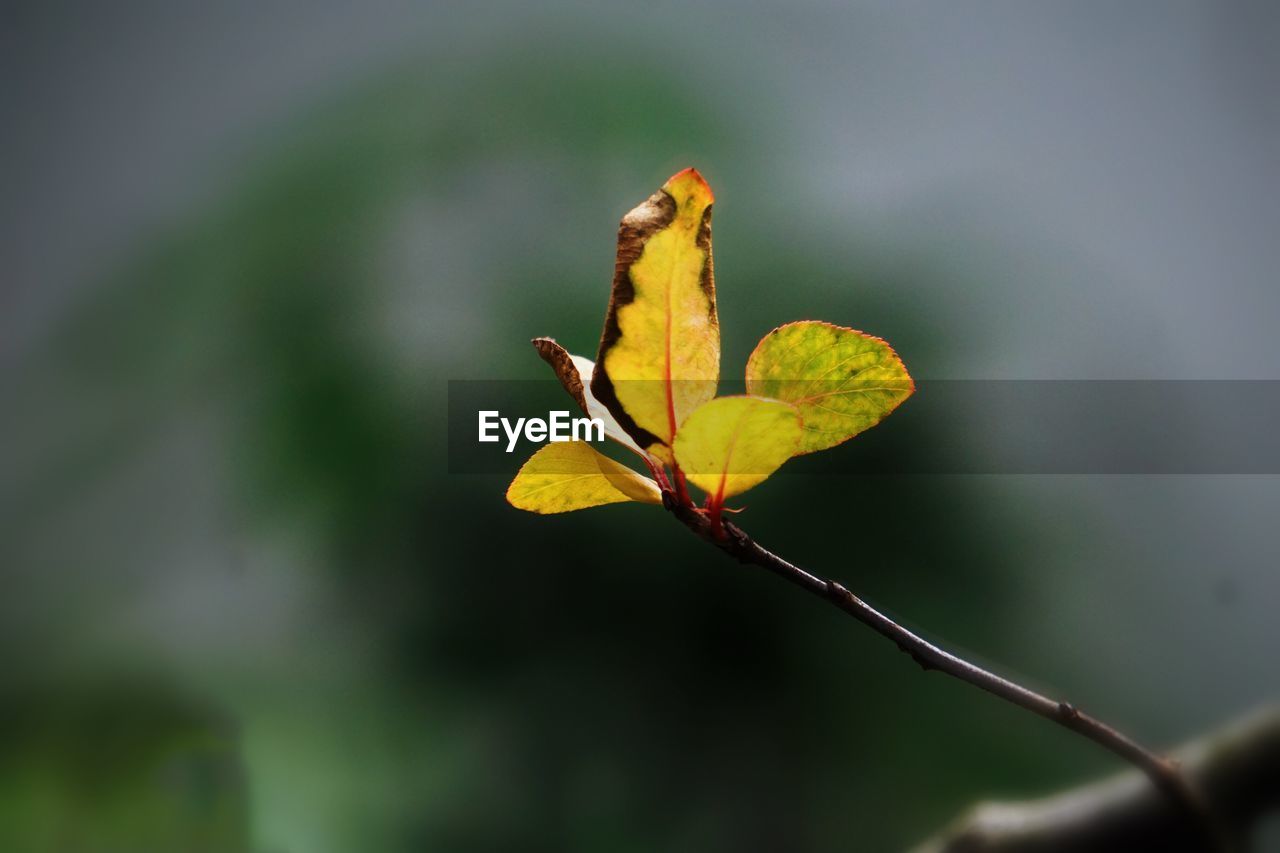 Close-up of yellow leaves on plant during autumn