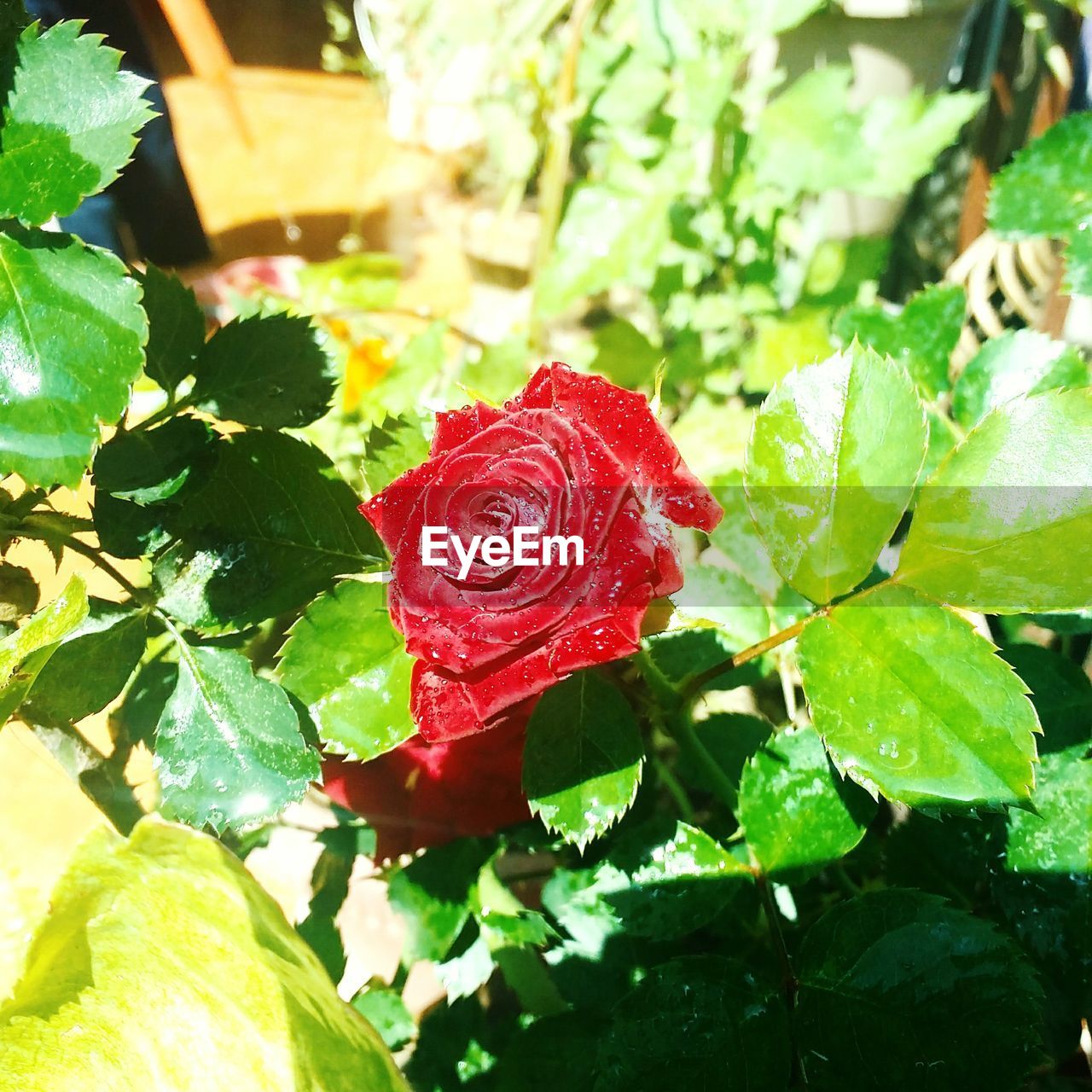 CLOSE-UP OF RED PLANT