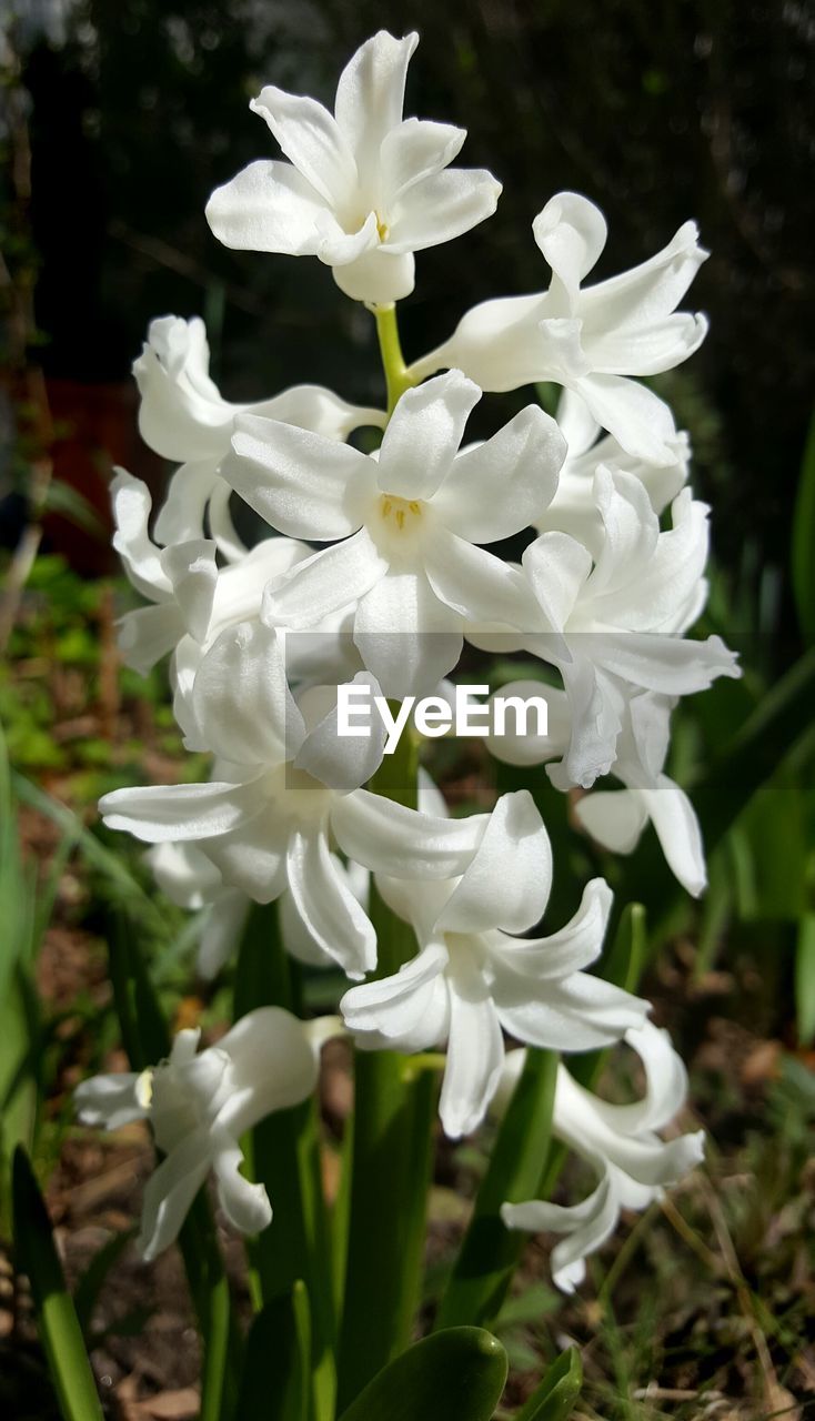 CLOSE-UP OF WHITE FLOWERS BLOOMING