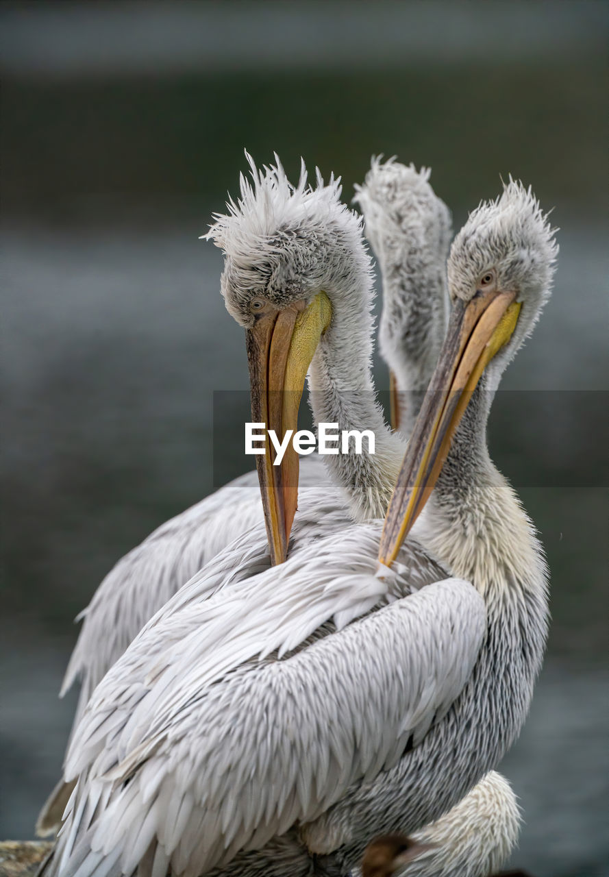 CLOSE-UP OF PELICAN BY LAKE