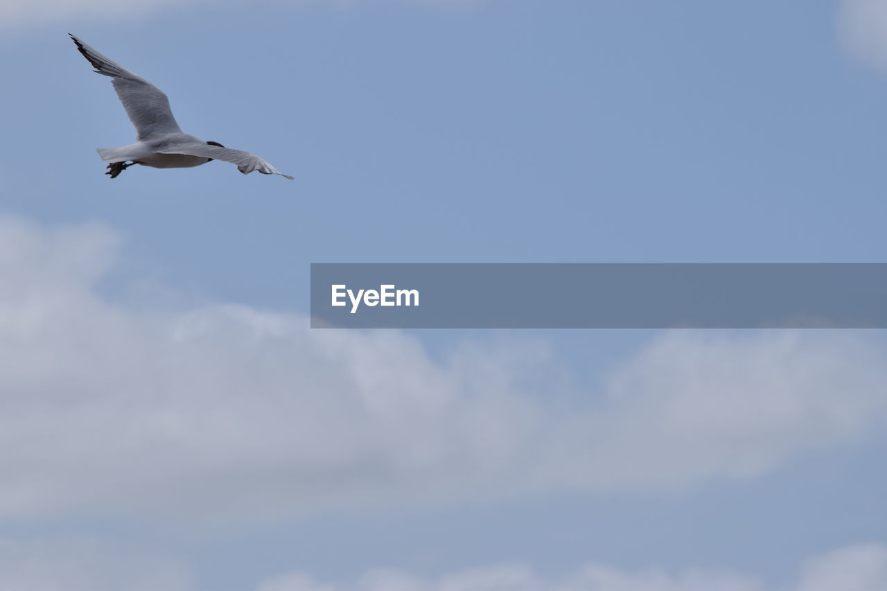 Low angle view of seagull flying against cloudy sky