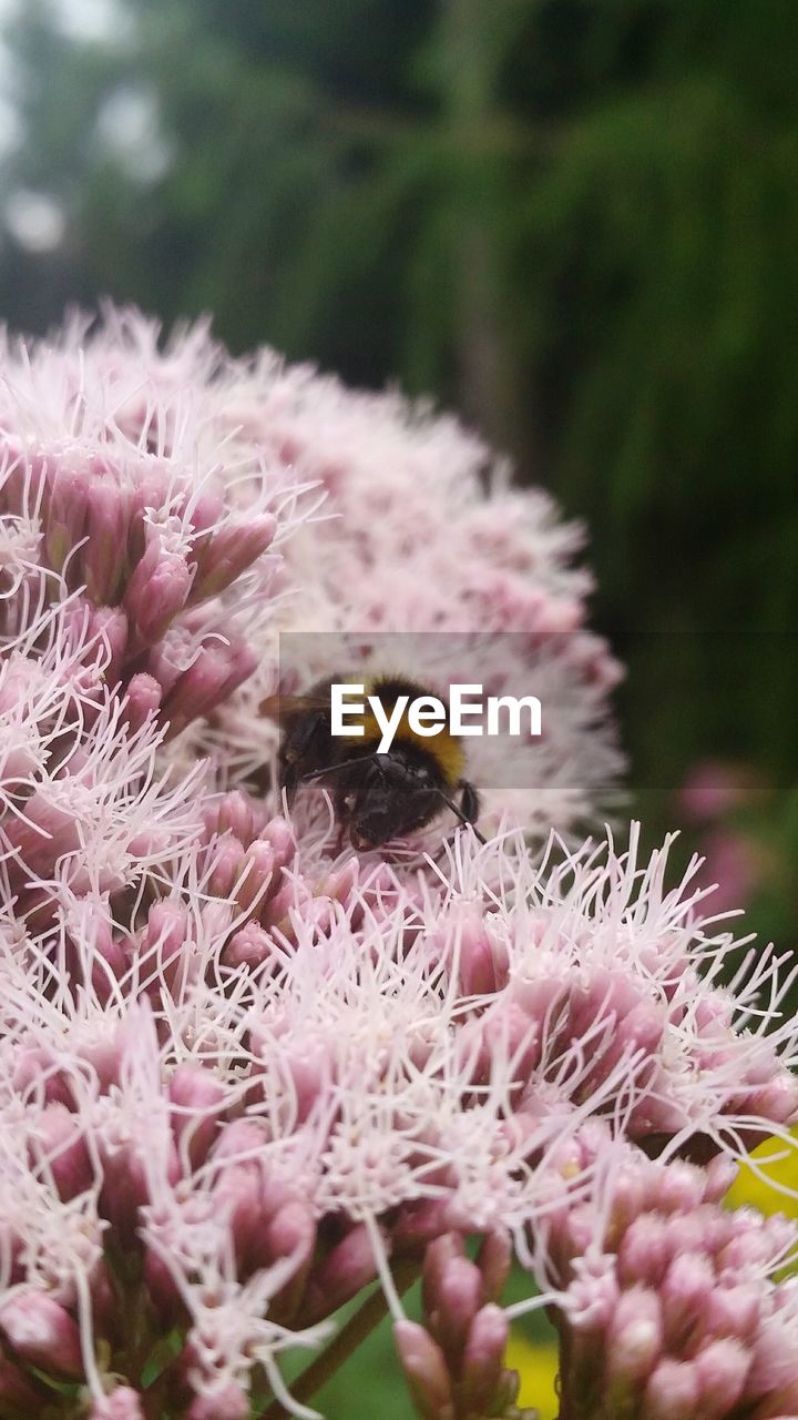 Close-up of bee pollinating on fresh pink flower