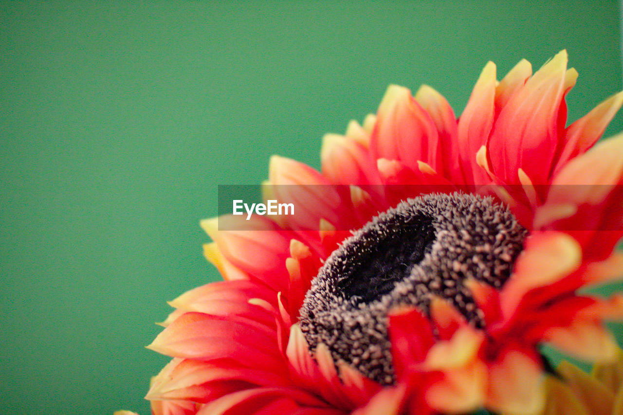 CLOSE-UP OF PINK FLOWER