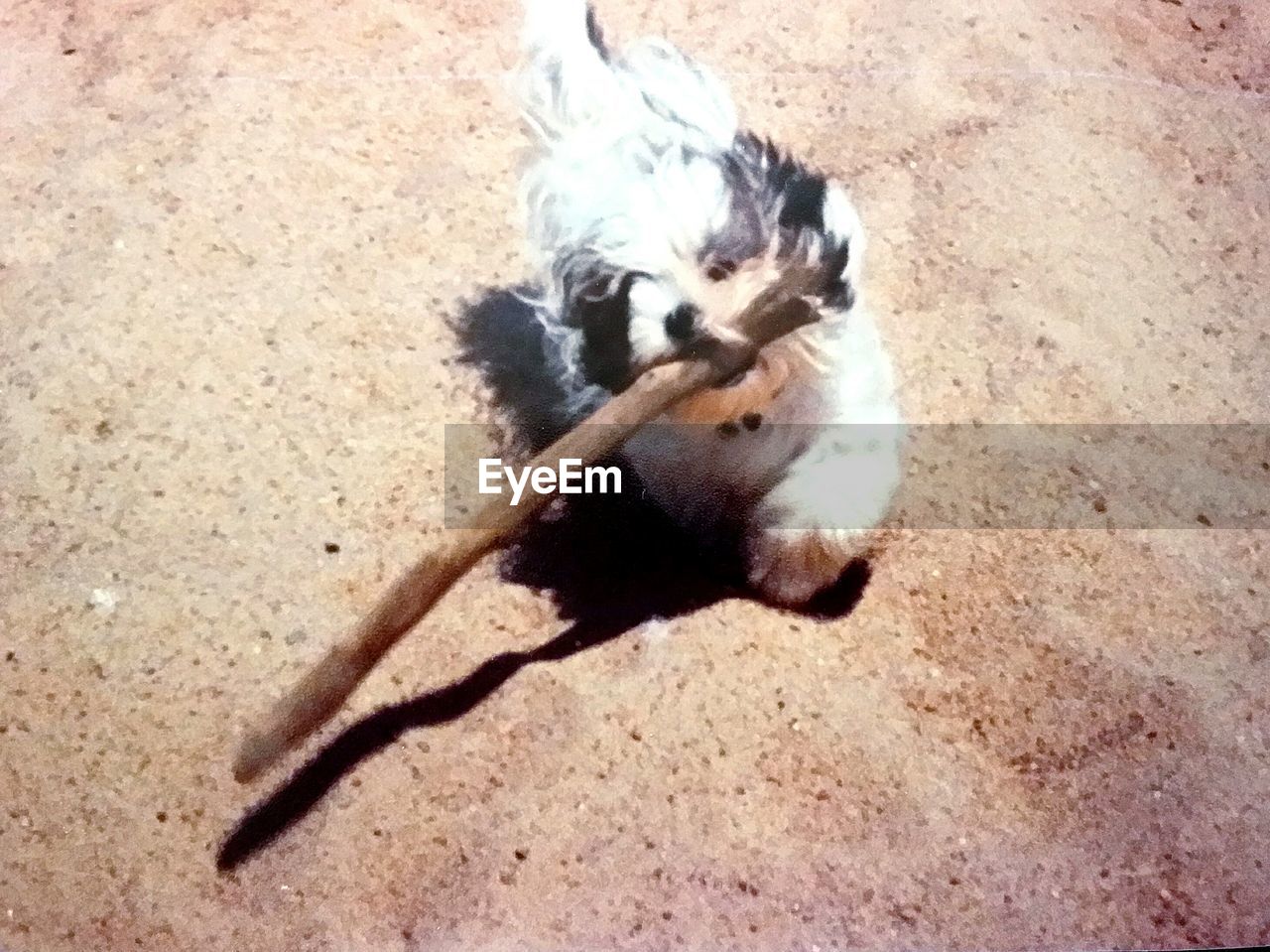 HIGH ANGLE VIEW OF DOG ON SANDY BEACH