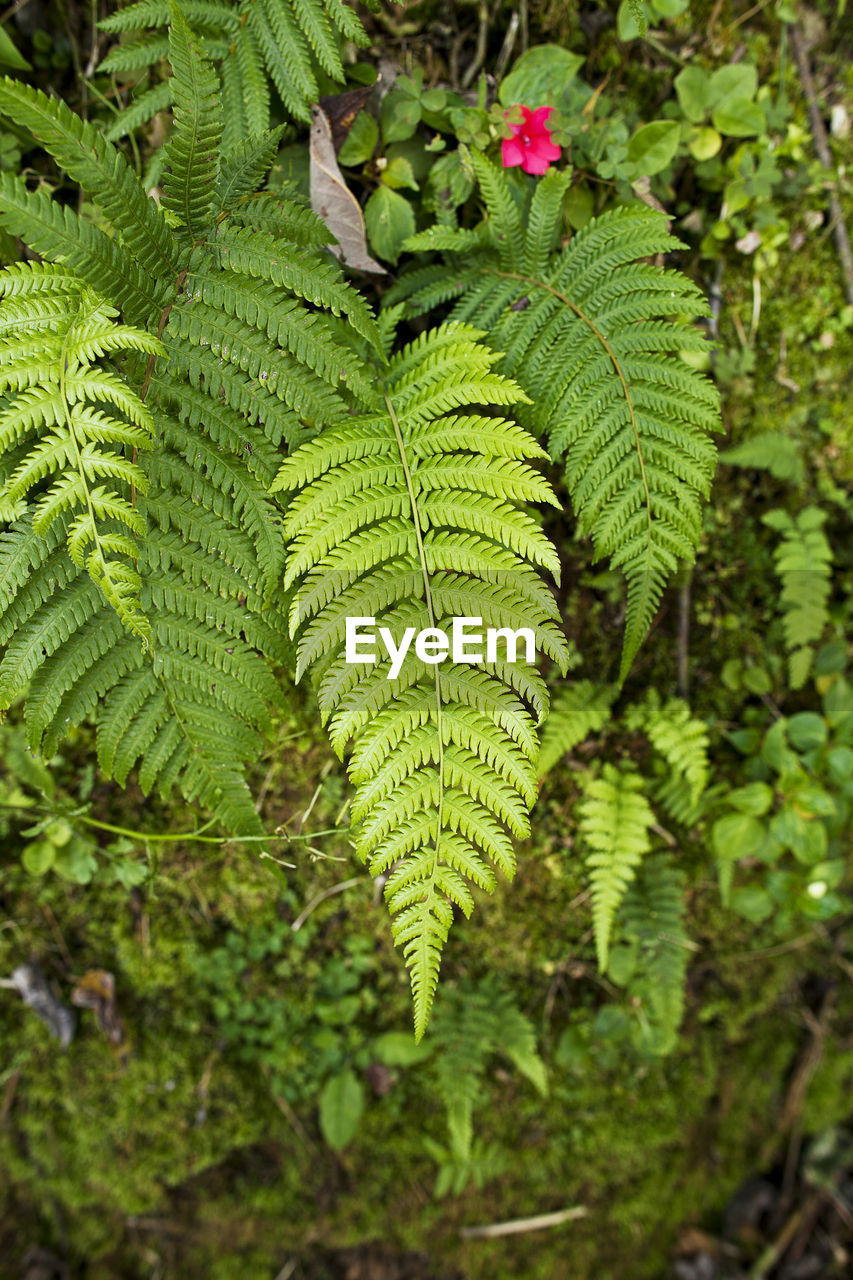 CLOSE-UP OF GREEN LEAVES