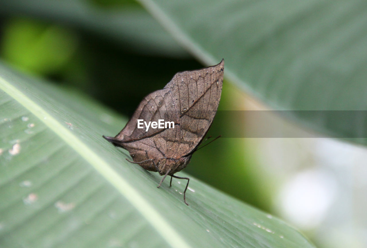 CLOSE UP OF BUTTERFLY