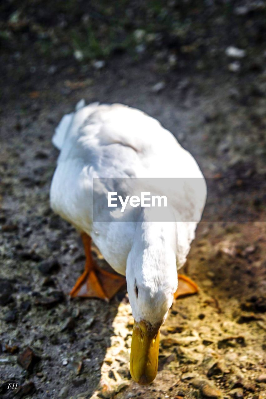 CLOSE-UP OF WHITE DUCK