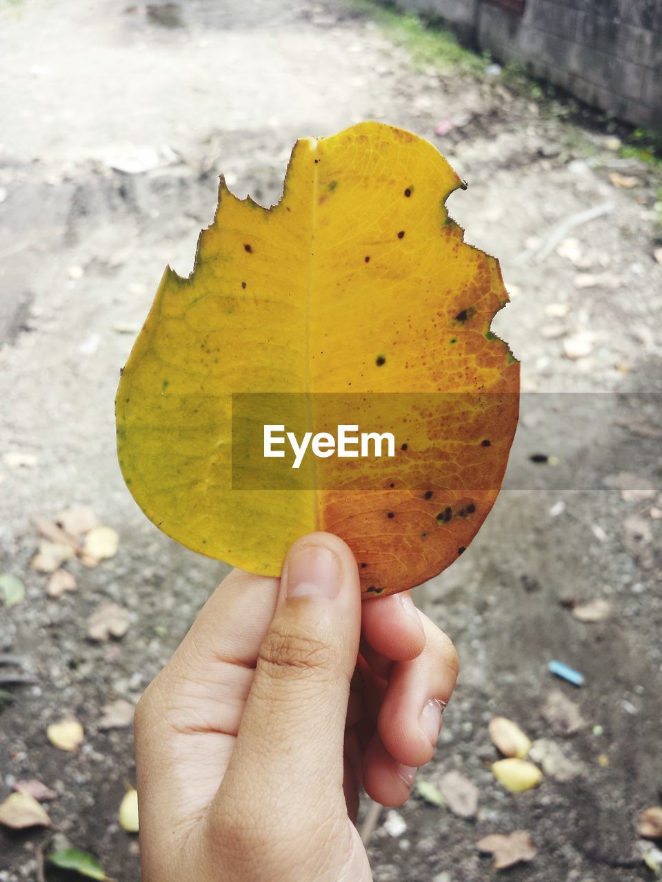 CROPPED IMAGE OF PERSON HOLDING DRY LEAVES