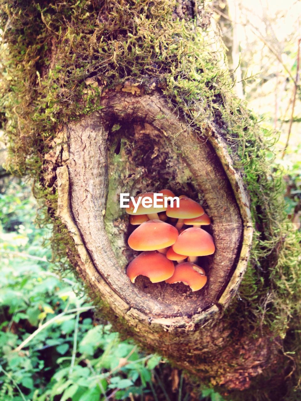 Mushrooms growing in tree trunk