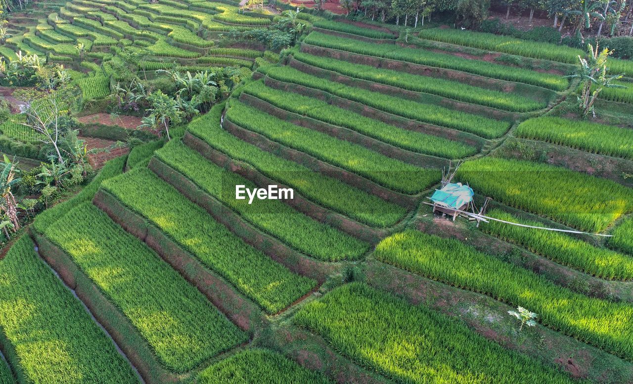 High angle view of rice paddy