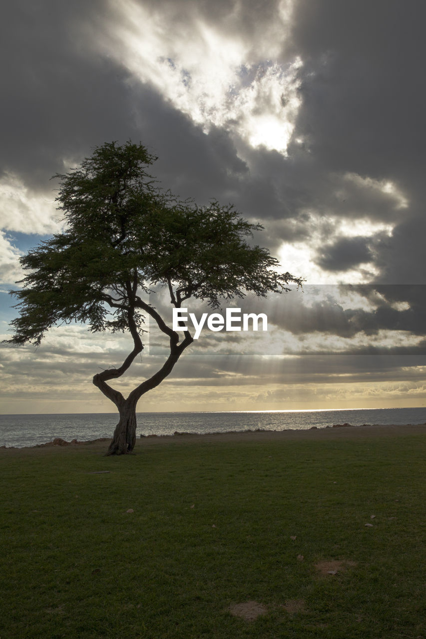 Tree on field by sea against sky