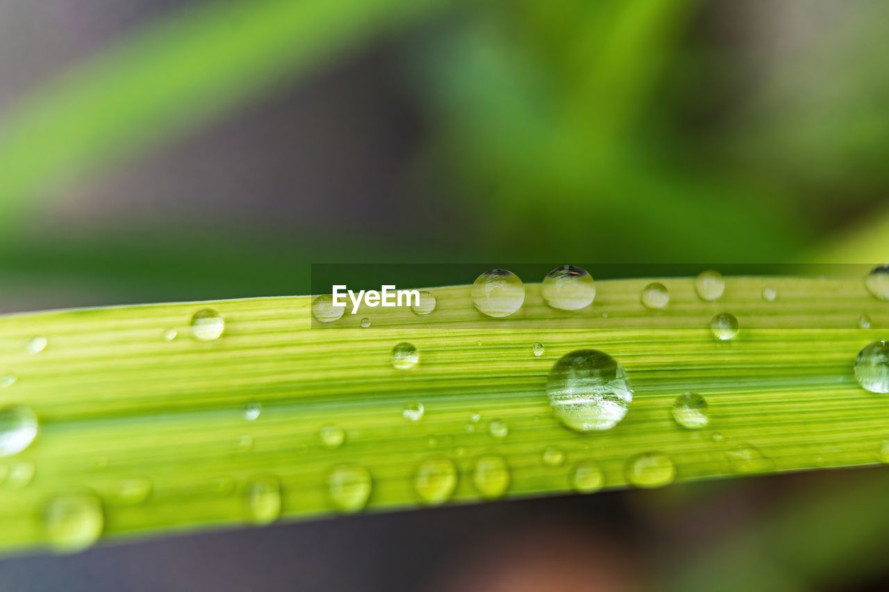 CLOSE-UP OF WATER DROPS ON GREEN LEAVES