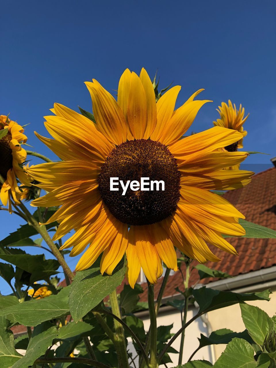 Close-up of yellow sunflower against sky