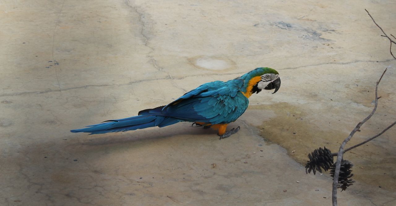 Side view of gold and blue macaw