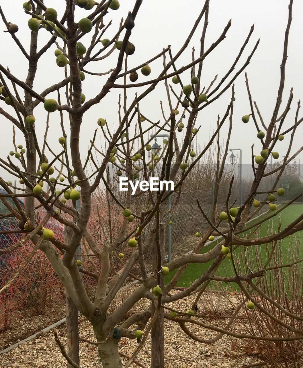 BRANCHES AGAINST SKY