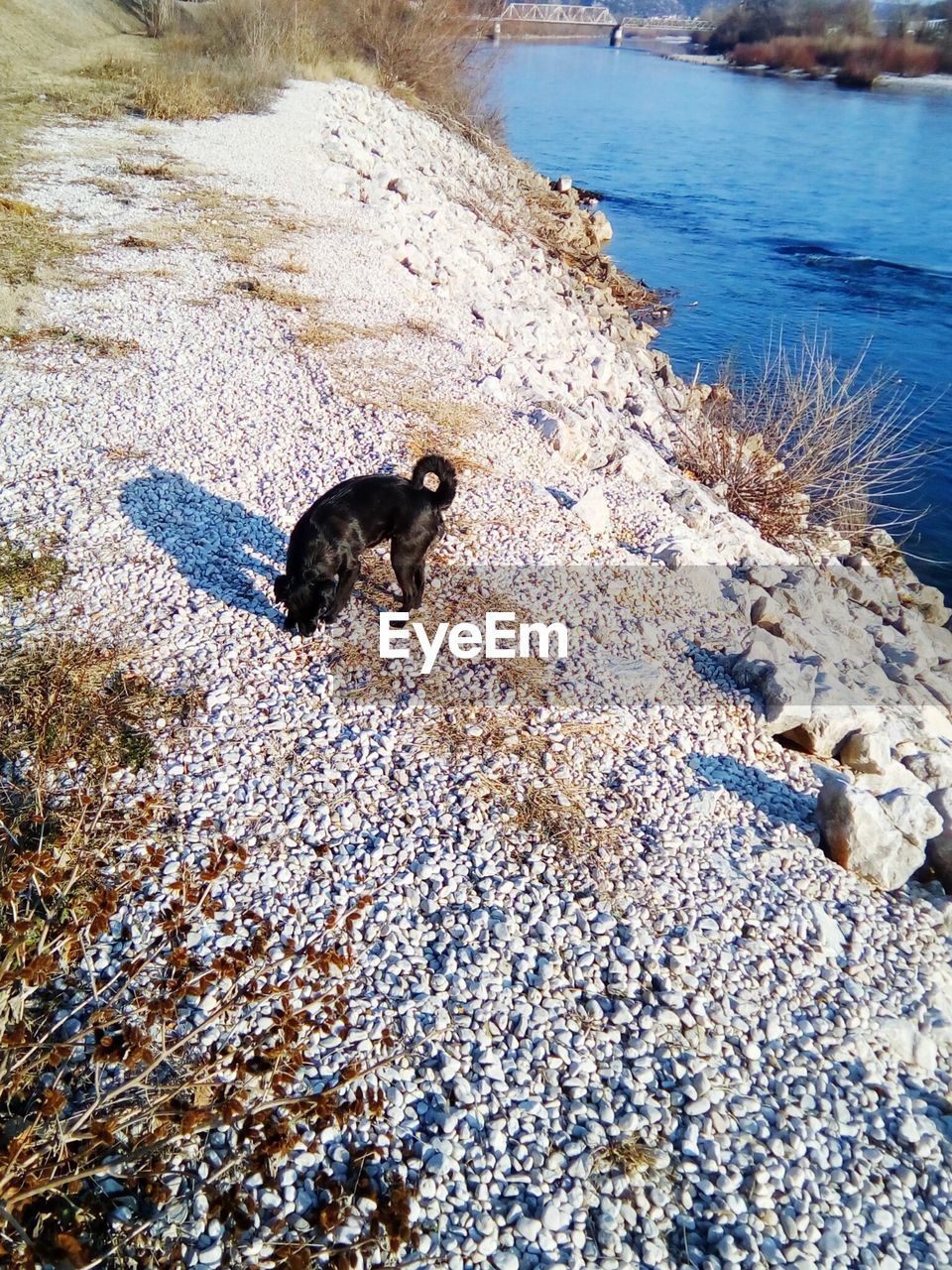 HIGH ANGLE VIEW OF DUCK ON SHORE