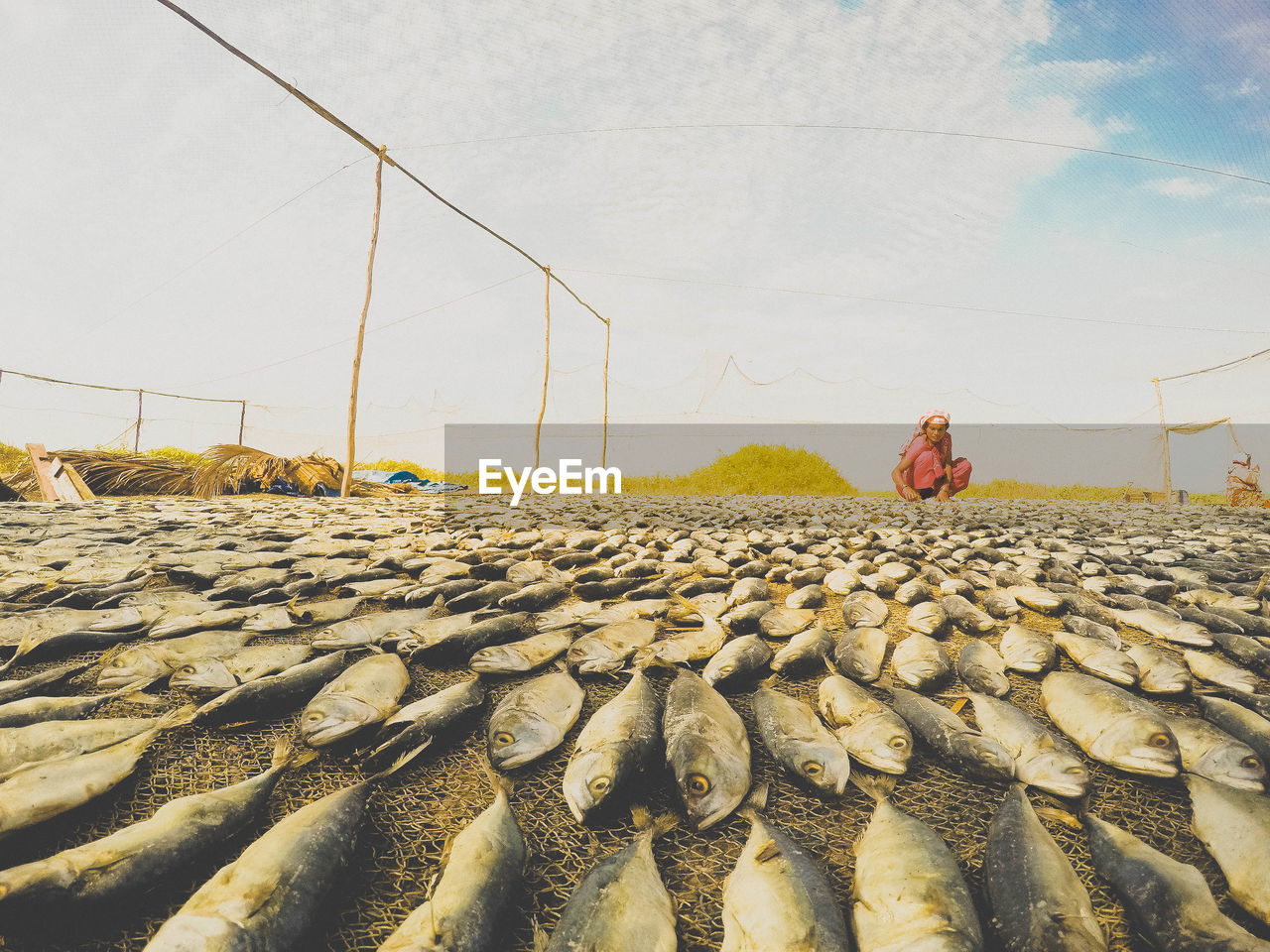 Full length of woman drying fish on field