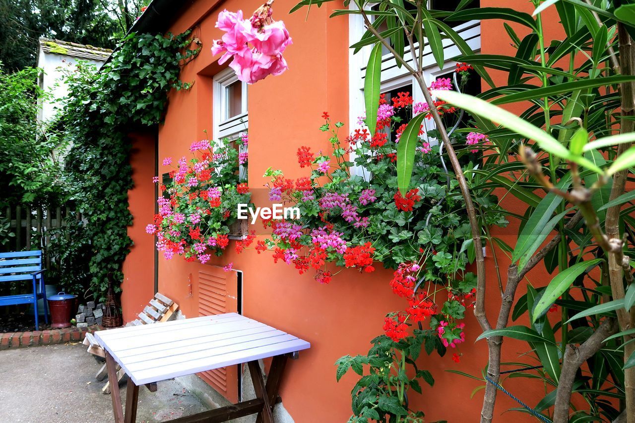 Flowers growing on windows of house