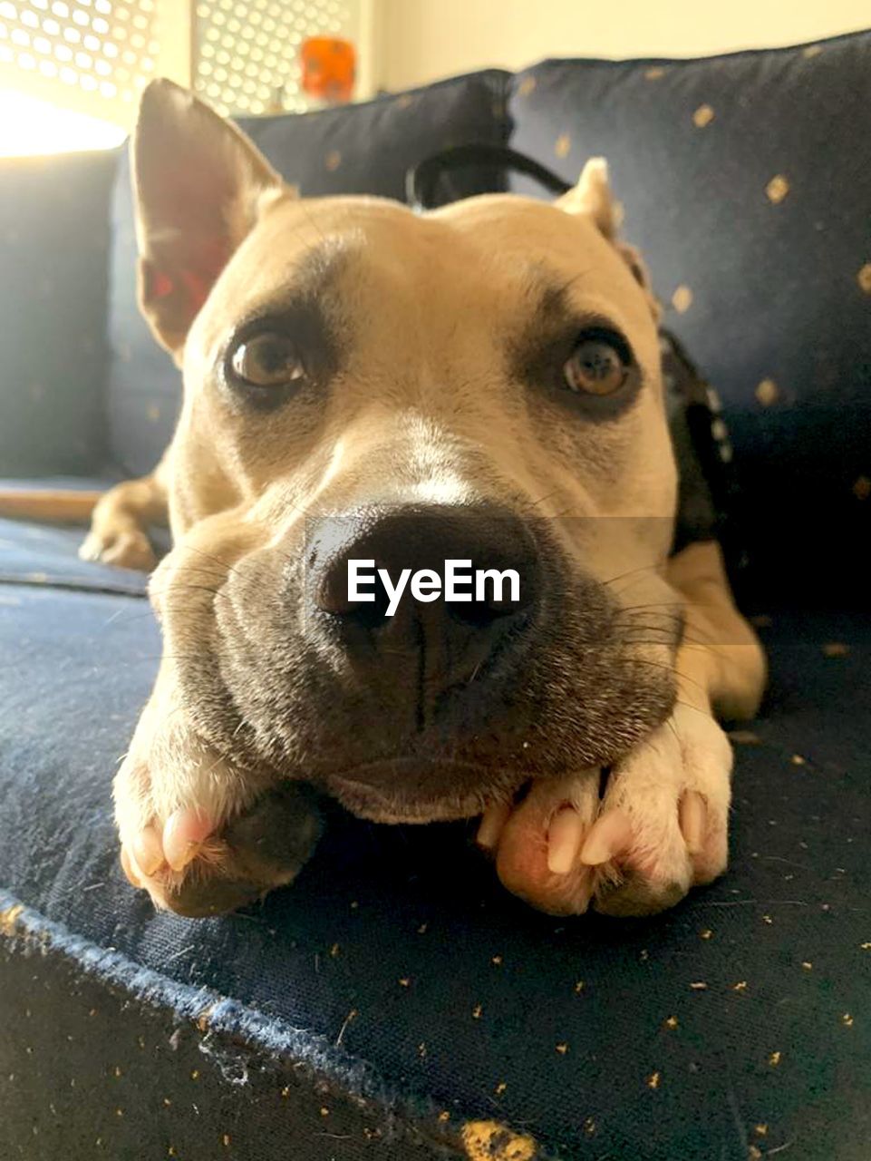 CLOSE-UP PORTRAIT OF DOG RELAXING ON CARPET