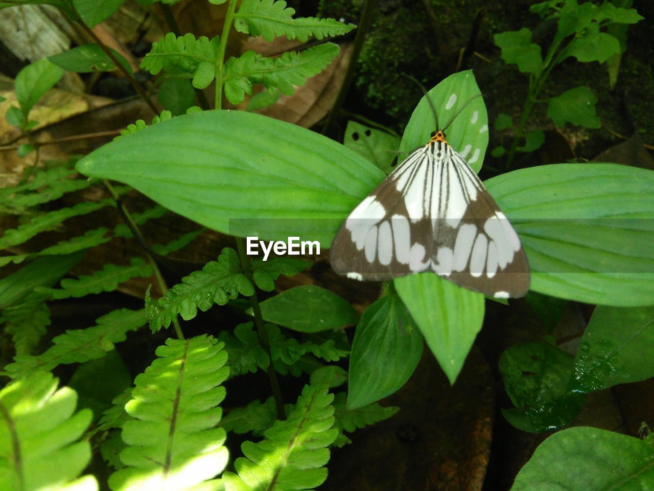 Close-up of butterfly on leaf